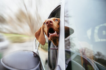 Hund schaut durch Autofenster - ZEDF000028