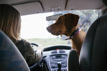 Dog looking at his owner in a car - ZEDF000029