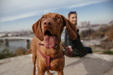 Serbia, Novi Sad, portrait of dog looking up while owner sitting in the background - ZEDF000035