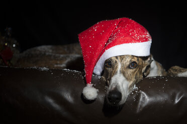 Greyhound für die Weihnachtsferien gekleidet - SKCF000030
