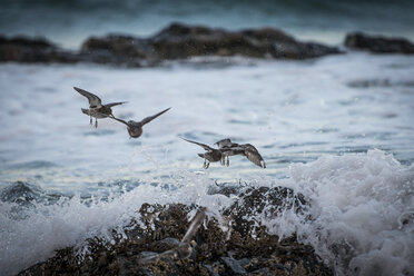 Norway, Lofoten, Seagulls on the reef - LOMF000129