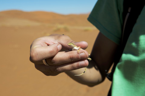 Namibia, Namib Desert, Sossusvlei, Man holding a lizard with hands stock photo