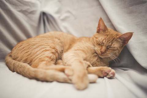 Rad tabby cat sleeping on a blanket at home stock photo