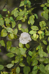 Herbstblätter - JPF000081