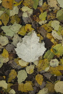 Autumn leaves on the forest soil - JPF000083