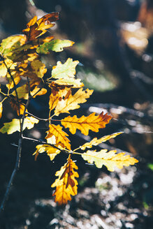 Herbstblätter - BZF000276