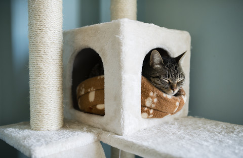 Tabby cat poking his head into his lair at home stock photo