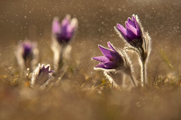 Common pasque flower, Pulsatilla vulgaris, flowering - BSTF000101