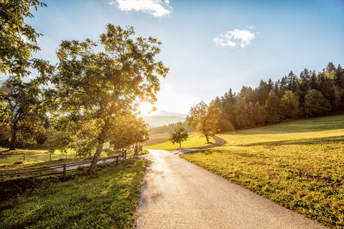 Österreich, Kärnten, Ludmannsdorf, Landstraße, Wald im Herbst, gegen die Sonne - DAWF000365