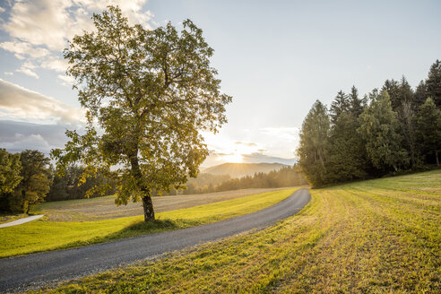 Österreich, Kärnten, Ludmannsdorf, Landstraße, Wald im Herbst, gegen die Sonne - DAWF000366