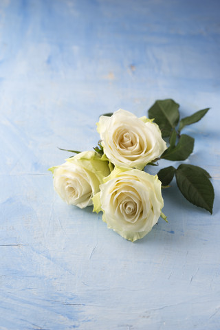 Drei weiße Rosen auf hellblauem Grund, lizenzfreies Stockfoto