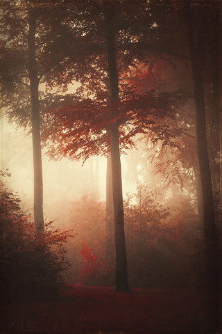 Wald im Herbst, Morgennebel, Struktureffekt, lizenzfreies Stockfoto