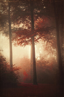 Wald im Herbst, Morgennebel, Struktureffekt - DWIF000658
