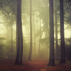 Forest in autumn, morning mist, textured effect - DWIF000667