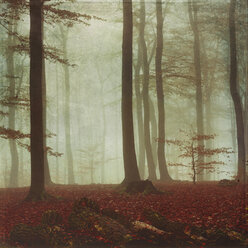 Deciduous forest in autumn, morning mood, textured effect - DWIF000668