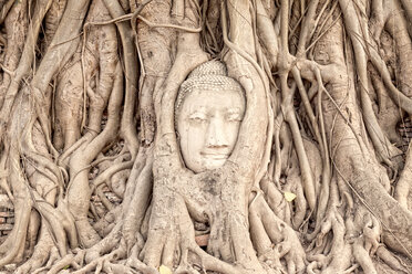 Thailand, Ayutthaya, Buddha head in between tree roots at Wat Mahathat - DR001678