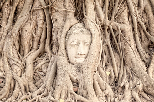 Thailand, Ayutthaya, Buddha-Kopf zwischen Baumwurzeln im Wat Mahathat - DR001678