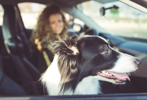 Frau fährt Auto, Hund sitzt auf dem Beifahrersitz, lizenzfreies Stockfoto