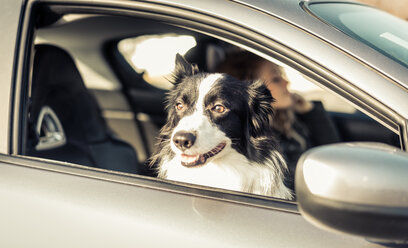 Frau fährt Auto, Hund sitzt auf dem Beifahrersitz - OIPF000037