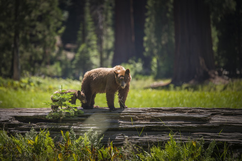 USA, Sequoia National Park, Braunbär und Braunbärjunges, lizenzfreies Stockfoto