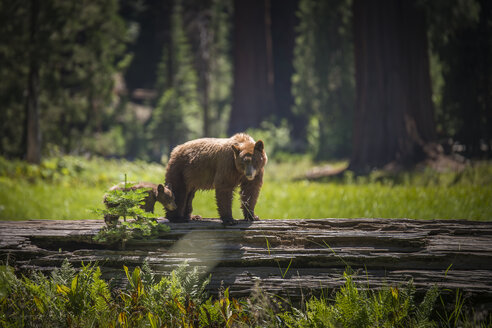 USA, Sequoia National Park, Braunbär und Braunbärjunges - STCF000109