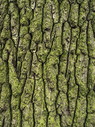 Old mossy tree trunk - EJWF000765