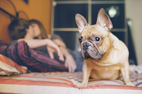 Französische Bulldogge, die zu Hause auf dem Bett sitzt, während sich im Hintergrund ein junges Paar küsst - GEMF000569
