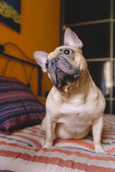 Französische Bulldogge, die zu Hause auf dem Bett sitzt und nach oben schaut - GEMF000576