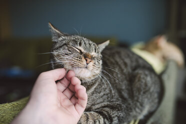 Männerhand streichelt getigerte Katze - RAEF000755