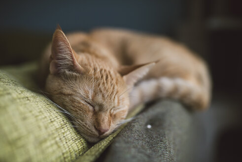 Porträt einer getigerten Katze, die auf der Rückenlehne einer Couch schläft - RAEF000756