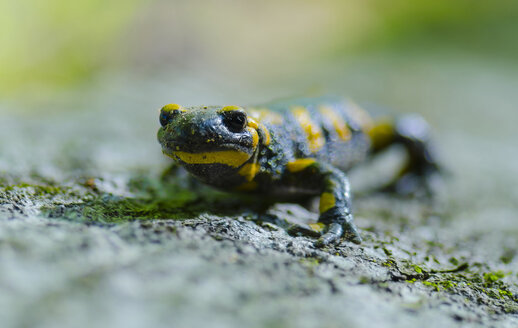 Salamander auf einem Felsen - LOMF000166