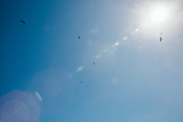 Vögel und Sonnenfackeln am Himmel - MFF002514