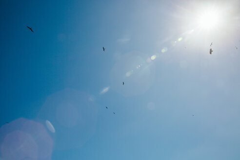 Vögel und Sonnenfackeln am Himmel - MFF002514