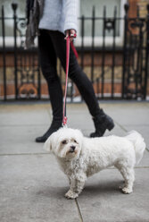 UK, London, junge Frau geht mit ihrem Hund spazieren - MAUF000191