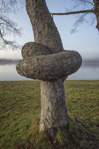 Österreich, Ibm, Baumstamm mit Knoten auf See, lizenzfreies Stockfoto