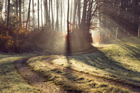 Österreich, Waldweg und Sonnenlicht am Morgen - OPF000103