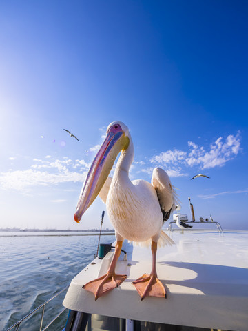 Namibia, Erongo-Provinz, Walvis Bay, weißer Pelikan auf einem Boot sitzend, lizenzfreies Stockfoto