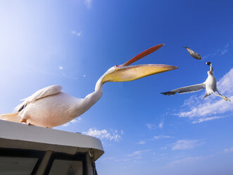 Namibia, Erongo Province, white pelican standing on top of a boat catching a fish - AMF004606