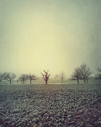 Germany, Tubingen, Trees and field in autumn - LVF004354