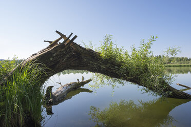 Deutschland, Bayern, Pupplinger Au, Ickinger Stausee an der Saaraue - SIEF006902