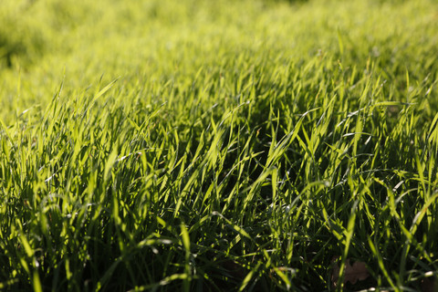Grünes Gras, lizenzfreies Stockfoto