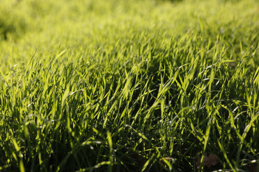 Green grass - JTF000722