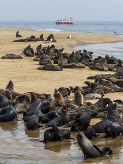 Namibia, Walvis Bay, Kap-Pelzrobben am Sandstrand liegend - AMF004615