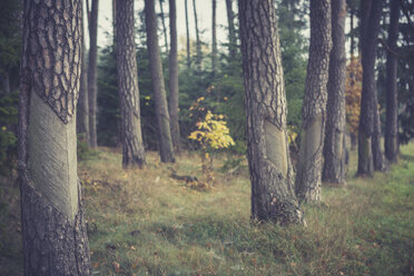 Baumstämme, Müritz-Nationalpark im Herbst - ASCF000422