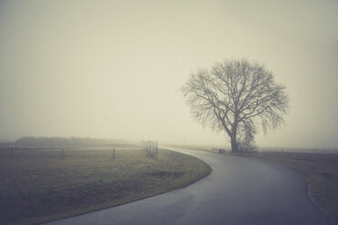 Deutschland, Brandenburg, Baum im Nebel an Landstraße - ASCF000423