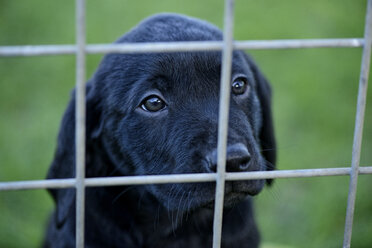 Schwarzer Labrador-Welpe hinter einem Zaun - MJOF001130