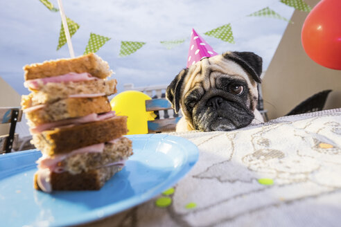 Pug wearing party hat at table looking at sandwich - SIPF000003