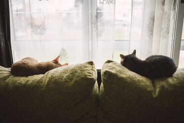 Back view of two cats sleeping on the backrest of a couch in front of a window - RAEF000765