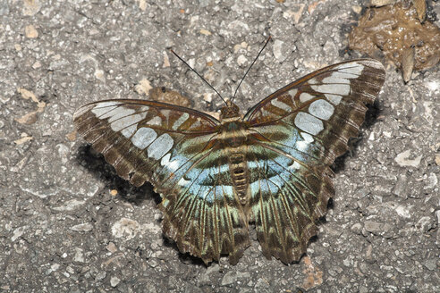 Blauer Klipper, Parthenos sylvia - ZCF000356