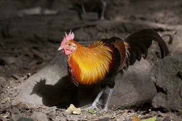 Männliches rotes Dschungelhuhn, Gallus gallus - ZC000358